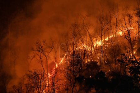 Foto de Climate change, Wildfires release carbon dioxide (CO2) emissions and other greenhouse gases (GHG) that contribute to climate change and global warming. - Imagen libre de derechos