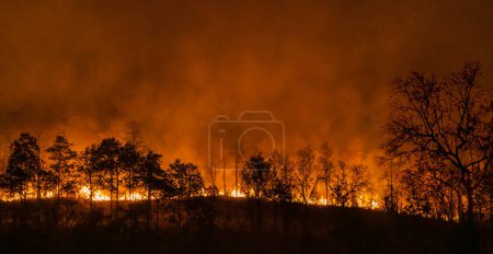 Foto de El fenómeno meteorológico del Niño causa sequía y aumenta los incendios forestales. - Imagen libre de derechos