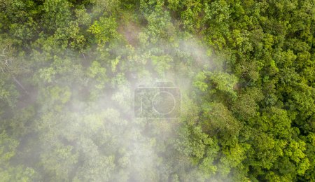 Nebelschwaden auf tropischen Regenwaldbergen, tropische Wälder können die Luftfeuchtigkeit erhöhen und Kohlendioxid aus der Atmosphäre aufnehmen.