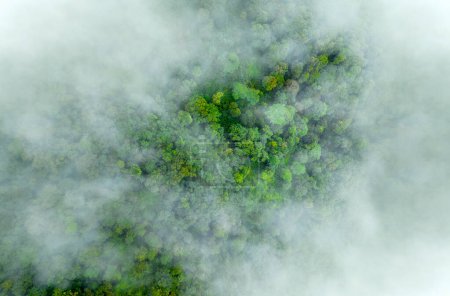 Mist on tropical rainforest mountain, Tropical forests can increase the humidity in air and absorb carbon dioxide from the atmosphere.