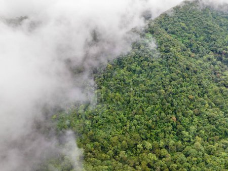 Niebla en la montaña de la selva tropical, los bosques tropicales pueden aumentar la humedad en el aire y absorber dióxido de carbono de la atmósfera.