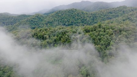 Téléchargez les photos : Brume sur les montagnes de la forêt tropicale humide, les forêts tropicales peuvent augmenter l'humidité dans l'air et absorber le dioxyde de carbone de l'atmosphère par photosynthèse, et stocker le carbone dans les troncs d'arbres, les branches. - en image libre de droit