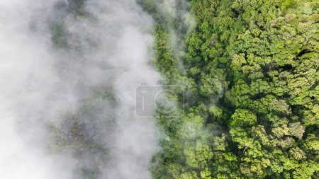 Téléchargez les photos : Les forêts tropicales peuvent absorber de grandes quantités de dioxyde de carbone de l'atmosphère. - en image libre de droit
