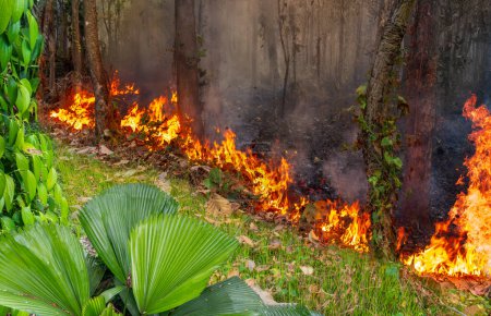Téléchargez les photos : Phénomène météorologique El Nino cause sécheresse et augmentation des feux de forêt en Asie du Sud-Est. - en image libre de droit