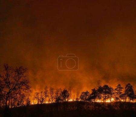 Foto de El fenómeno meteorológico del Niño causa sequía y aumenta los incendios forestales. - Imagen libre de derechos