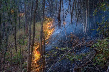 Foto de La mayoría de los incendios forestales comienzan un área pequeña y queman la hierba seca y las hojas en el suelo en el bosque tropical.. - Imagen libre de derechos