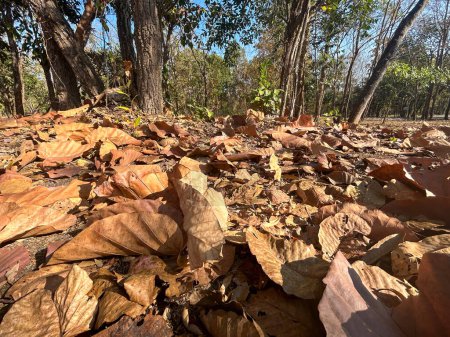 Dried leaves in forest can turn small flames into colossal bushfires.