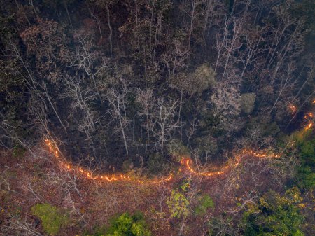 Foto de Los incendios forestales liberan dióxido de carbono y otros gases de efecto invernadero, como el metano en la atmósfera. Las emisiones de carbono provienen de la deforestación. - Imagen libre de derechos