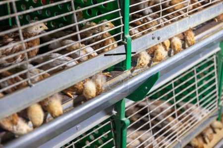 Automatisierte Fütterung von Hühnern in Käfigsystemen in enger Stallumgebung.