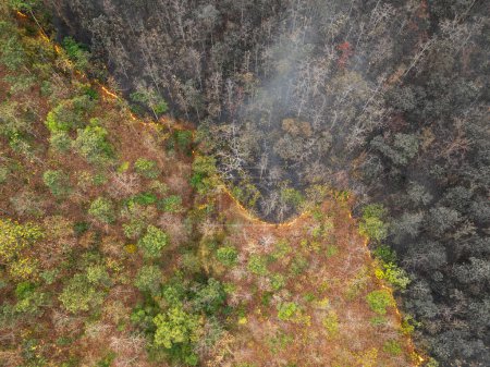 Photo for Forest fires release carbon dioxide and other greenhouse gasses, such as methane into the atmosphere. Carbon emissions come from deforestation. - Royalty Free Image