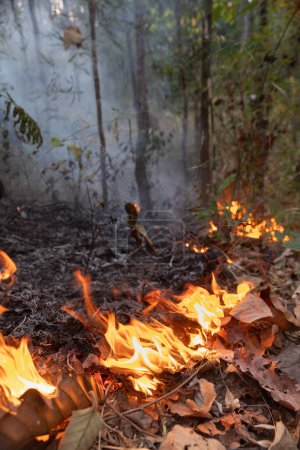 Les feux de brousse dans les forêts tropicales libèrent des émissions de dioxyde de carbone (CO2) et d'autres gaz à effet de serre (GES) qui contribuent au changement climatique.