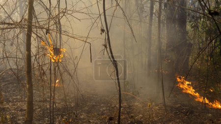 Wildfire burning Insect nest in tropical forest.