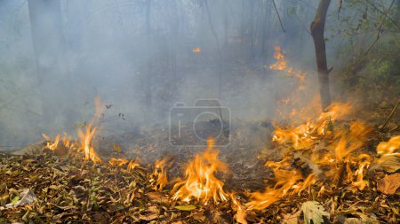 Waldbrände in tropischen Wäldern setzen Kohlendioxid (CO2) und andere Treibhausgase frei, die zum Klimawandel beitragen.