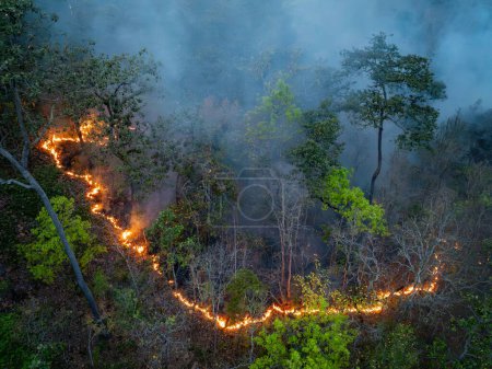 Bushfires in tropical forest release carbon dioxide (CO2) emissions and other greenhouse gases (GHG) that contribute to climate change.