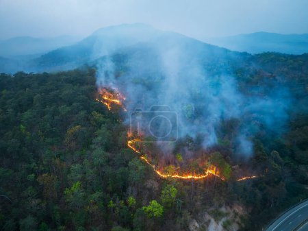 Foto de El incendio forestal causado por tirar colillas de cigarrillos al borde de la carretera. - Imagen libre de derechos