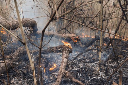 Dommages écologiques après avoir brûlé une forêt tropicale causée par l'homme