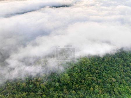 Tropenwälder können große Mengen Kohlendioxid aus der Atmosphäre aufnehmen.