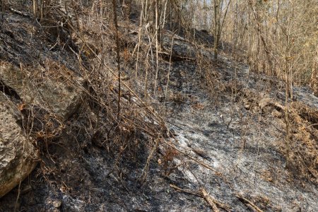Après que le feu de brousse ait causé la dégradation de l'écosystème de la forêt tropicale