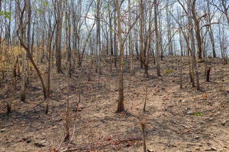 Después de incendios forestales ardiendo en el bosque tropical la vida silvestre puede perecer como resultado de la pérdida de hábitat con fuentes de alimentos.
