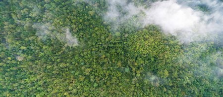 Tropical forests can absorb large amounts of carbon dioxide from the atmosphere.
