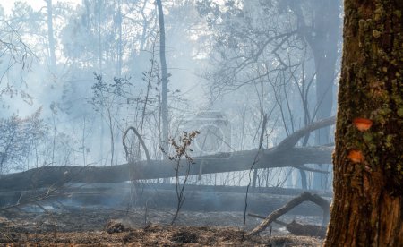 Après que les feux de brousse ont brûlé dans la forêt tropicale, la faune peut périr à la suite de la perte d'habitat avec des sources de nourriture.