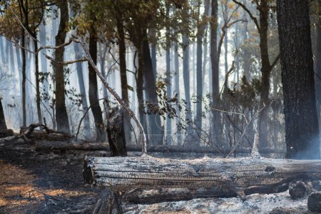 Après que les feux de brousse ont brûlé dans la forêt tropicale, la faune peut périr à la suite de la perte d'habitat avec des sources de nourriture.