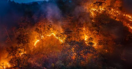 Buschbrände in tropischen Wäldern setzen Kohlendioxid (CO2) und andere Treibhausgase frei, die zum Klimawandel beitragen.