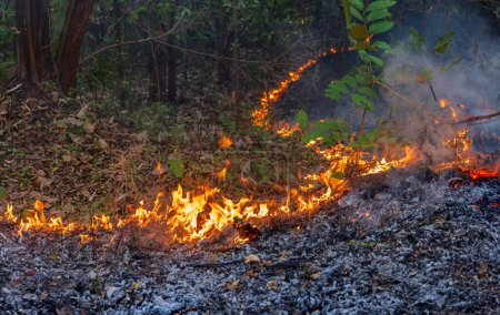 Les incendies de forêt tropicale libèrent des émissions de dioxyde de carbone (CO2) et d'autres gaz à effet de serre (GES) qui contribuent au changement climatique.