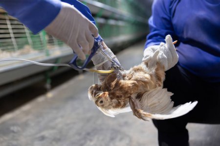 Prévention des maladies chez les poulets. Vaccination des poulettes à la ferme, contrôle de la température et de la lumière, Thaïlande.