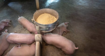Adult pig eating powder food in farm.