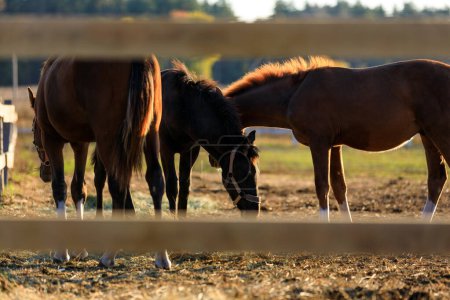 Gruppe junger Pferde weidet Gras auf Ranch.
