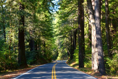 Photo for Scenic coastal redwoods landscape along the Avenue Of The Giants in northern California. - Royalty Free Image