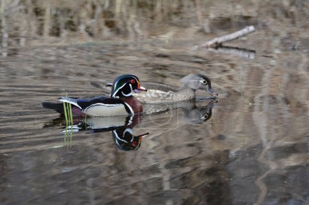 Photo for Spring capture of an engaging pair of North American wood ducks, swimming together thru a freshwater pond habitat. - Royalty Free Image