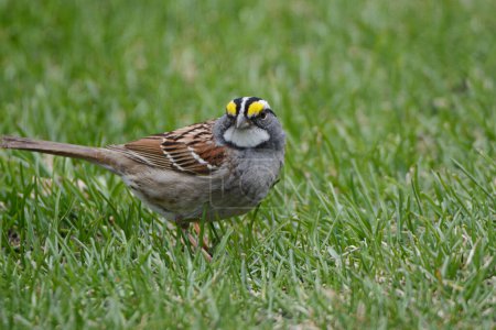 Photo for Spring closeup of a white-throated sparrow sitting in a patch of green grass. - Royalty Free Image