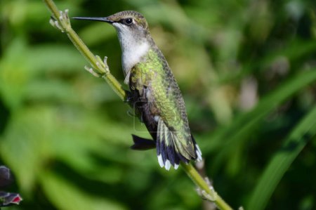 Téléchargez les photos : Engaging summer closeup of a female ruby-throated hummingbird perching upon a long green stem. - en image libre de droit