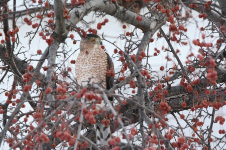 Winter capture of a North American Cooper's hawk perching on a crabapple tree branch.