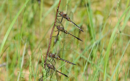 Captura de primavera de cuatro libélulas encendidas verticalmente sobre un largo tallo leñoso.