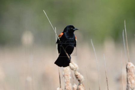 Spring capture of a male redwing blackbird perching in a cattail marsh habitat.