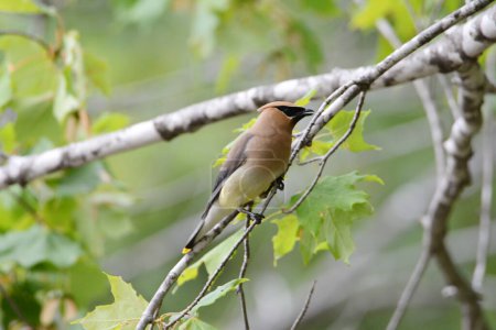 Engaging mid summer capture of a North American cedar waxwing perching on a small tree branch.