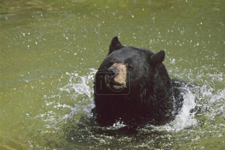 Summer closeup of a North American black bear splashing around in a freshwater pond environment.