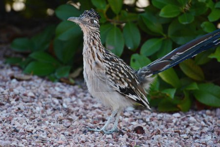 Summer closeup of a road runner in Utah, standing still on a paved graveled surface. 