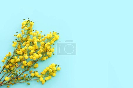 Top view image of spring yellow mimosa flowers composition over pastel blue background