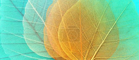 Photo for Colorful transparent and delicate skeleton leaves - Royalty Free Image
