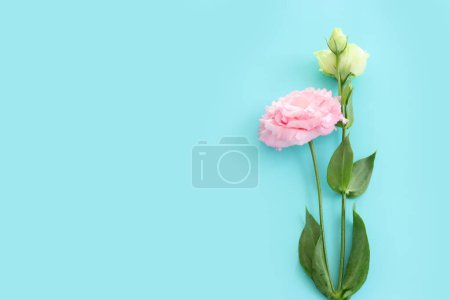 Téléchargez les photos : Image de vue du dessus de délicates fleurs de lisianthus sur fond bleu pastel - en image libre de droit