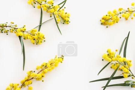Téléchargez les photos : Image du dessus de la composition des fleurs de mimosa jaune printanier sur fond blanc - en image libre de droit