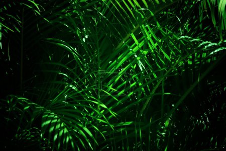 Téléchargez les photos : Close up image of palm tree leaf. Tropical and nature background - en image libre de droit