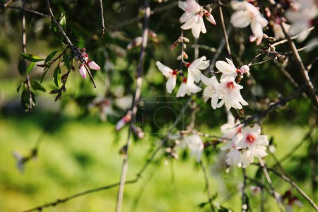 background of spring almond blossoms tree. selective focus