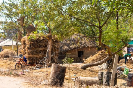 Téléchargez les photos : Un grenier à foin typique en Inde. Haystack et la maison du fermier. Collecte de foin sec à la manière traditionnelle indienne dans une botte de foin à l'extérieur d'une ferme indienne rurale. - en image libre de droit