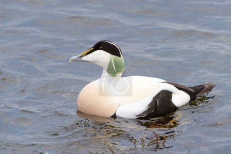 Photo for Common Eider (Somateria mollissima) adult male swimming, Flatanger, Norway - Royalty Free Image