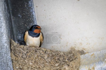 Foto de Barn Swallow (Hirundo rustica) sentado en el nido en el granero, mirando a la cámara, Países Bajos. - Imagen libre de derechos